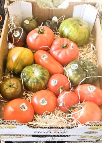 Zestaw Premium Pomidorów 3 kg | Mix Odmian
