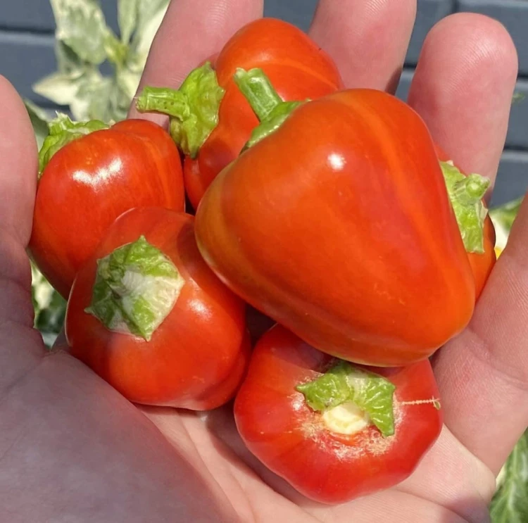 Mini Słodkie Papryki  1kg   żółta  czerwona  zielona Nietuzinkowy Przepis