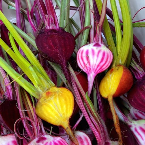 Buraki baby miniatura żółte, czerwone Chioggia (pasiasty burak włoski) 200g