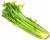 Seler naciowy ŚWIEŻY - nać, celery, chrupiący - Hiszpania 1 szt.