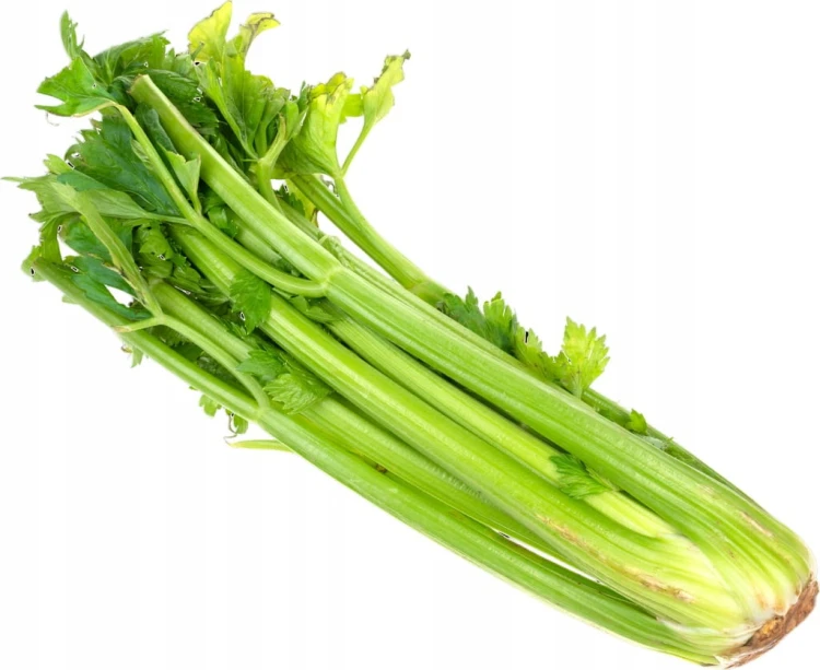 Seler naciowy ŚWIEŻY - nać, celery, chrupiący - Hiszpania 1 szt.