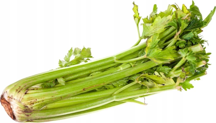 Seler naciowy ŚWIEŻY - nać, celery, chrupiący - Hiszpania 1 szt.