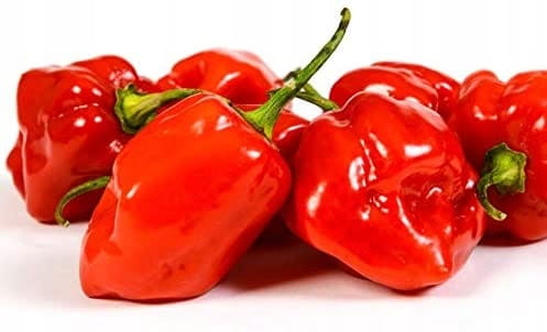 Papryka, chili habanero czerwona 0,1 kg Holandia