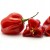 Papryka, chili habanero czerwona 0,1 kg Holandia