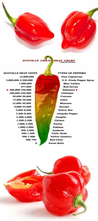 Papryka, chili habanero czerwona 0,1 kg Holandia