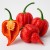 CAROLINA REAPER RED 200g – Najostrzejsza papryka świata
