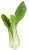 Shanghai pak choi, pak choy – chrupiąca kapusta chińska 0,5 kg