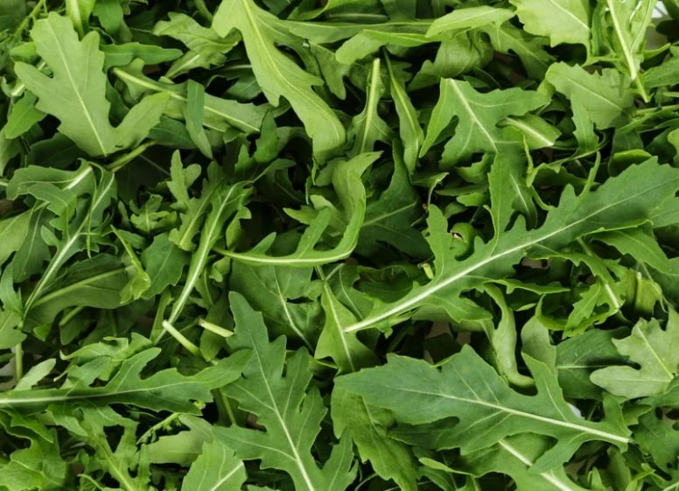 Rukola 100 g