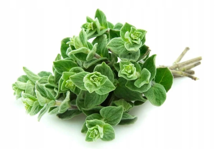 Świeże oregano 100 gram