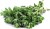Świeże oregano 100 gram