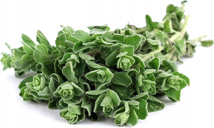 Świeże oregano 100 gram