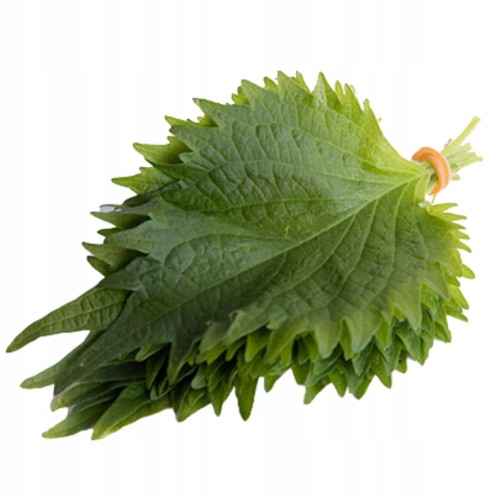 ŚWIEŻE liście shiso (pachnotka) zielone - z Japonii i Holandii 15 liści