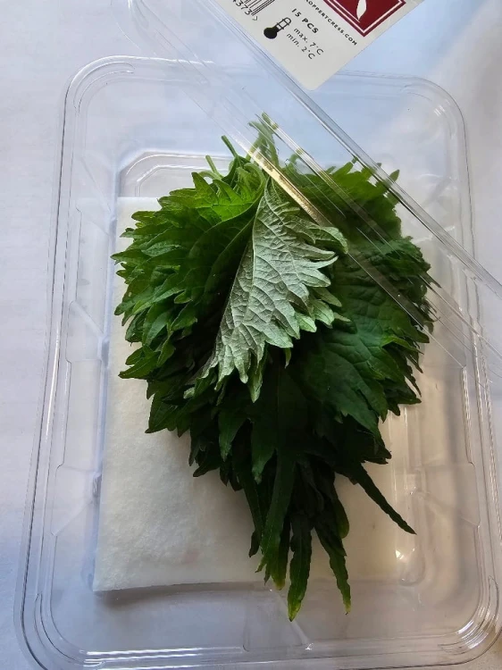 ŚWIEŻE liście shiso (pachnotka) zielone - z Japonii i Holandii 15 liści