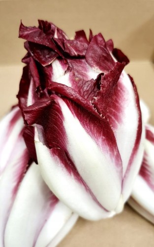 Cykoria czerwona świeża 250gr .