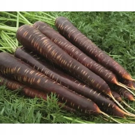 Marchew fioletowa 0,5 kg