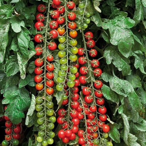 CHERRY HONING 180GR EXKLUZYWNA MIODOWA SŁODYCZ NR. 1 NA ŚWIECIE !!!