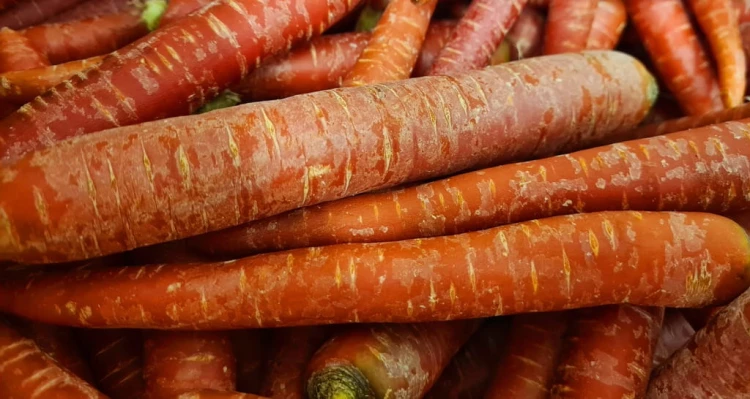 Marchew czerwona Redsun 0,5kg