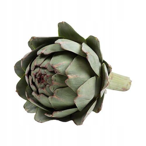 Świeży Karczoch - Delikates warzywny z Francji i Hiszpanii artichoke 1 szt.