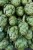 Świeży Karczoch - Delikates warzywny z Francji i Hiszpanii artichoke 1 szt.