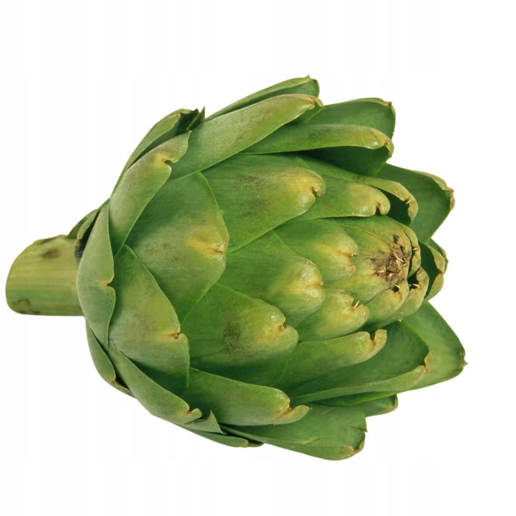 Świeży Karczoch - Delikates warzywny z Francji i Hiszpanii artichoke 1 szt.