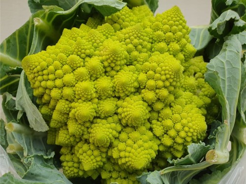 Kalafior Romanesco zielony kalafior - Unikalny smak i struktura 1 szt.