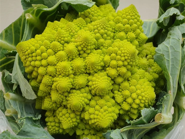 Kalafior Romanesco zielony kalafior - Unikalny smak i struktura 1 szt.