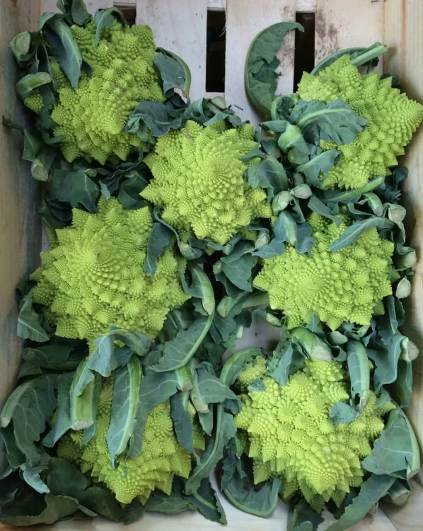 Kalafior Romanesco zielony kalafior - Unikalny smak i struktura 1 szt.