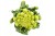 Kalafior Romanesco zielony kalafior - Unikalny smak i struktura 1 szt.