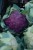 Kalafior fioletowy - Unikalny wygląd i smak! purple cauliflower 1 szt.
